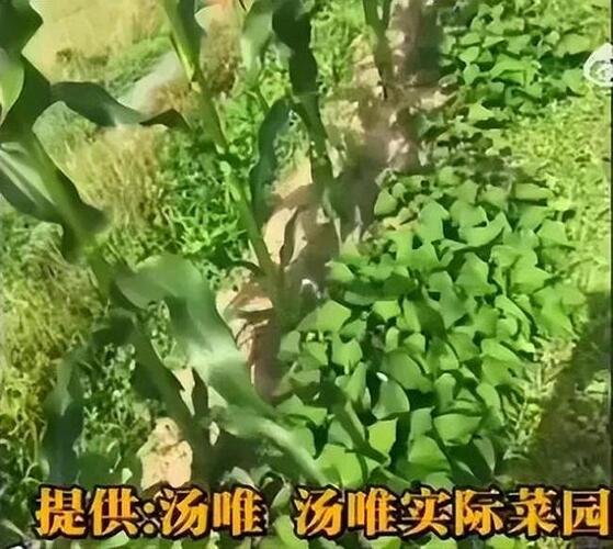 汤唯婚后隐居韩国乡村引热议 揭开婚姻真面目