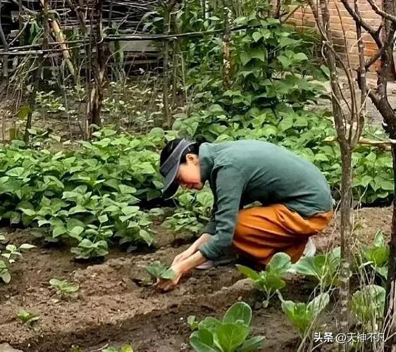 又一戏骨定居美国 和老公儿子享受田园生活