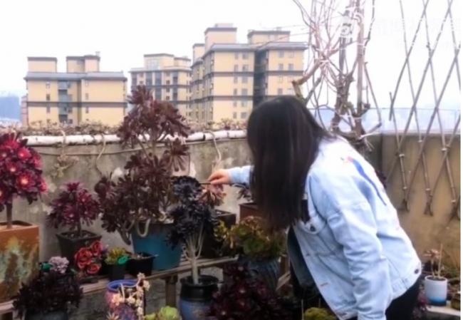 配合爱妻喜好 贵州男子天台种满五彩多肉植物